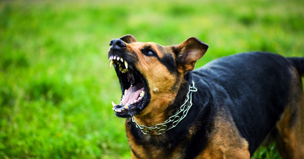 Expert Advice for Avoiding Dog Attacks